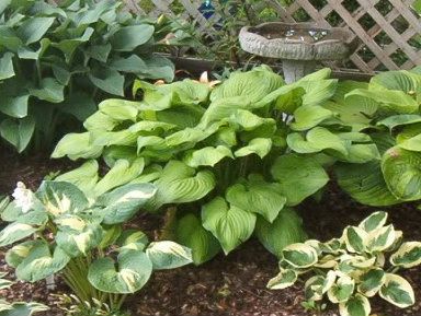 Backyard2010002